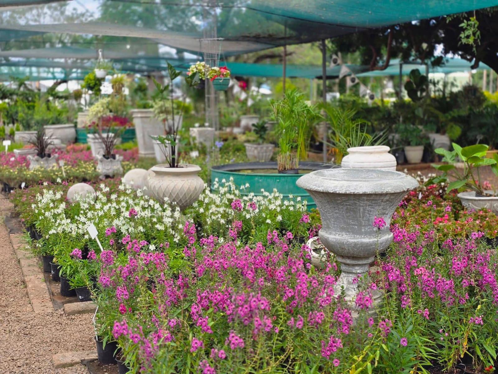 Nursery flowers and pots